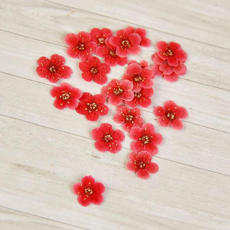乾燥花-繡線菊-紅